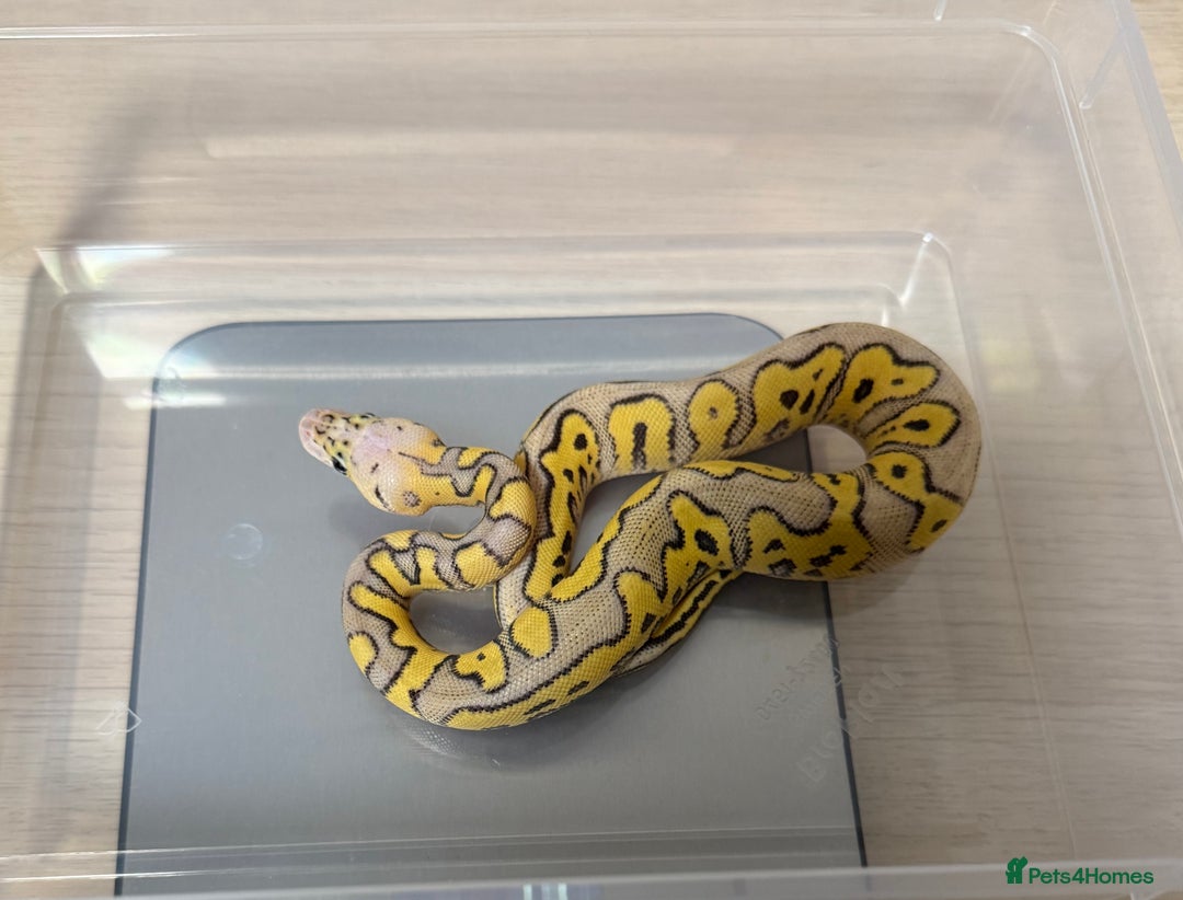 Python Snake reptiles for sale: Ball Pythons for sale (Adults & Babies) - Image 6