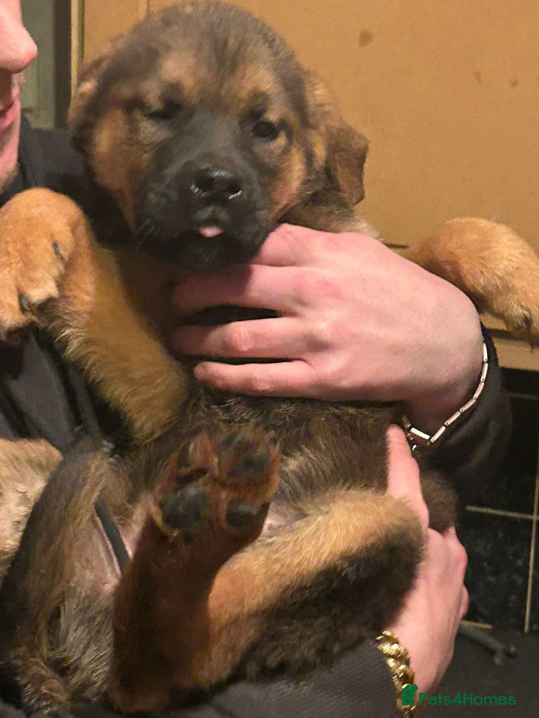 Mixed Breed dogs for sale: Masakiweiler pups - Advert 9