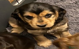 Cocker Spaniel dogs for sale: Dark Sable Cocker Spaniel Pups - Image 10