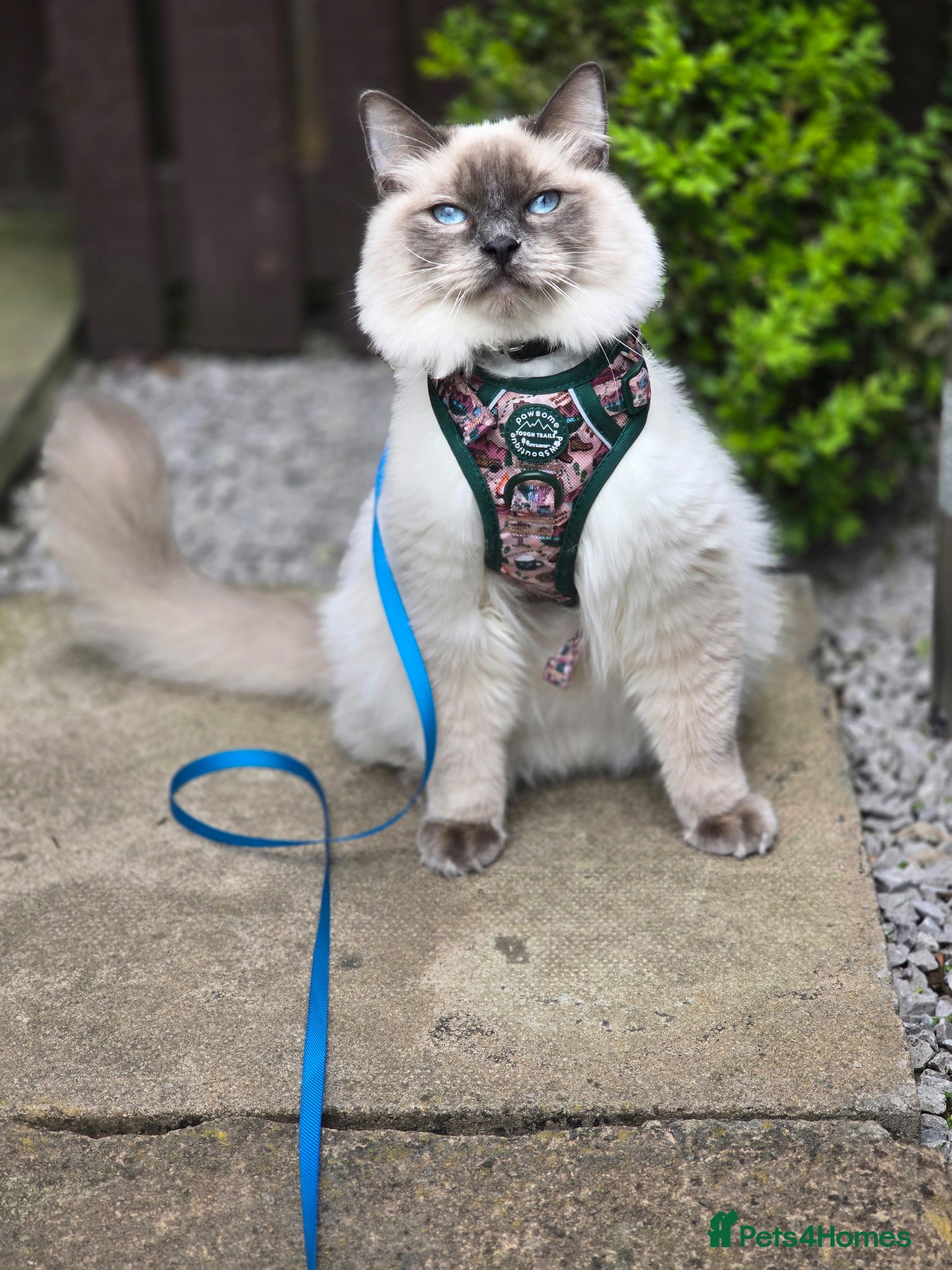 Ragdoll cats Pure bred ragdoll need rehoming asap - Advert 1