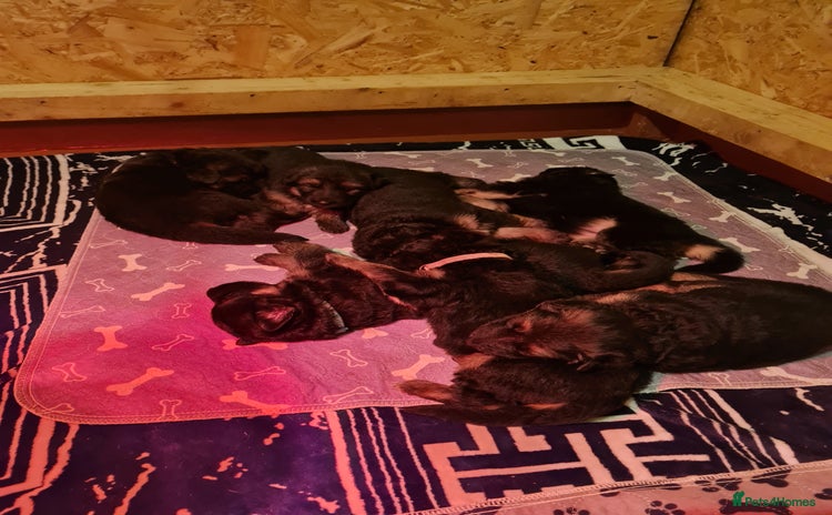 German Shepherd dogs Long haired black & tan kc german shepherd puppies - Advert 2