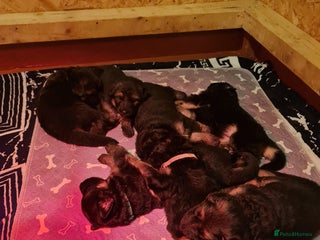 German Shepherd dogs Long haired black & tan kc german shepherd puppies - Advert 4