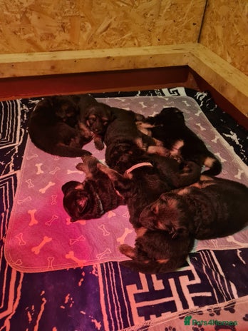 German Shepherd dogs Long haired black & tan kc german shepherd puppies - Advert 2