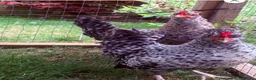 Mixed Breed poultry for sale: 2 x beautiful Pekin x Polish Roosters  - Advert 1