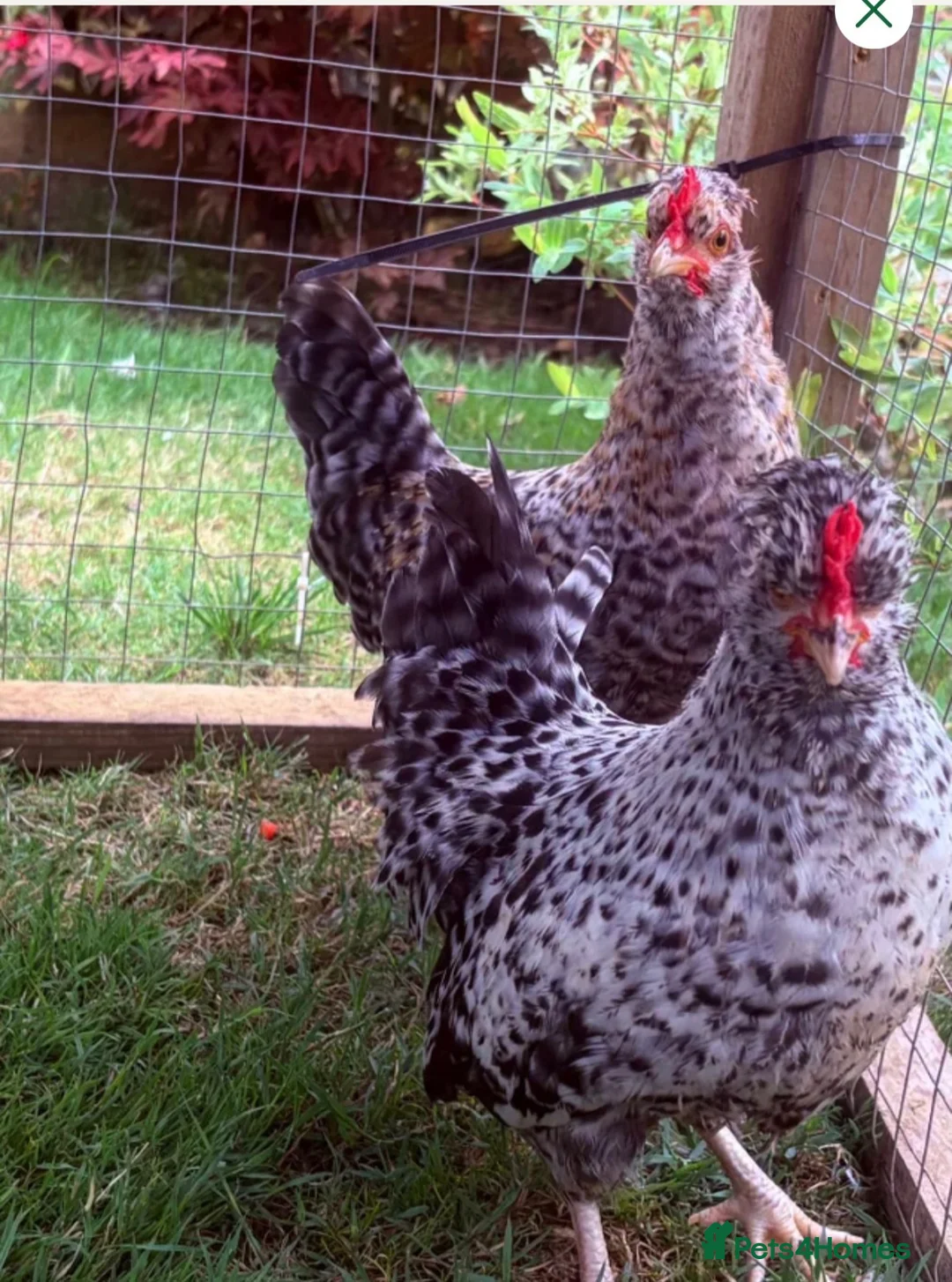Mixed Breed poultry for sale: 2 x beautiful Pekin x Polish Roosters  - Advert 1