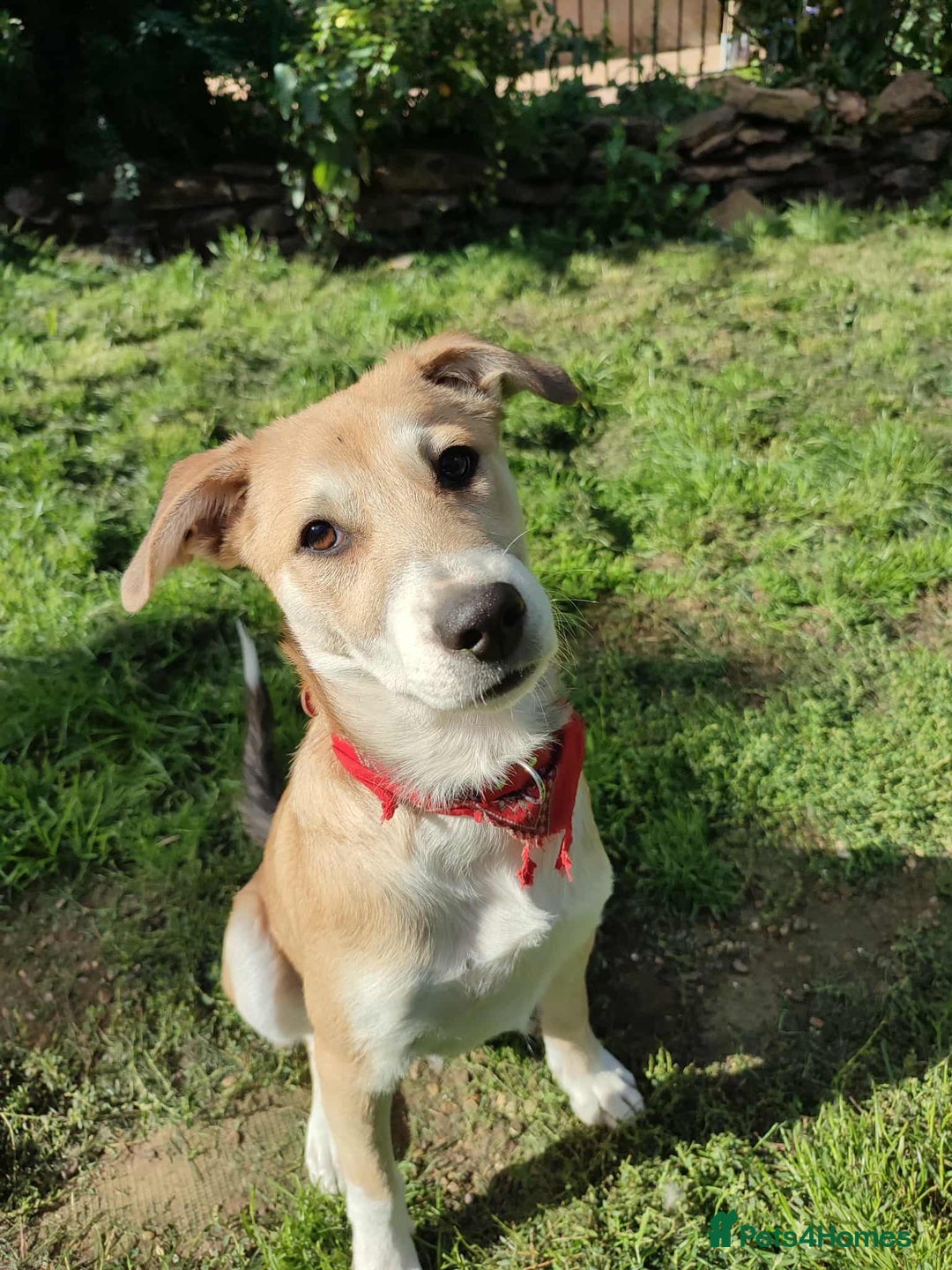 Mixed Breed dogs for adoption: Loving Simba for adoption  - Image 7