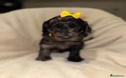 Cockapoo dogs for sale: F1 Cockapoo puppies  - Image 5