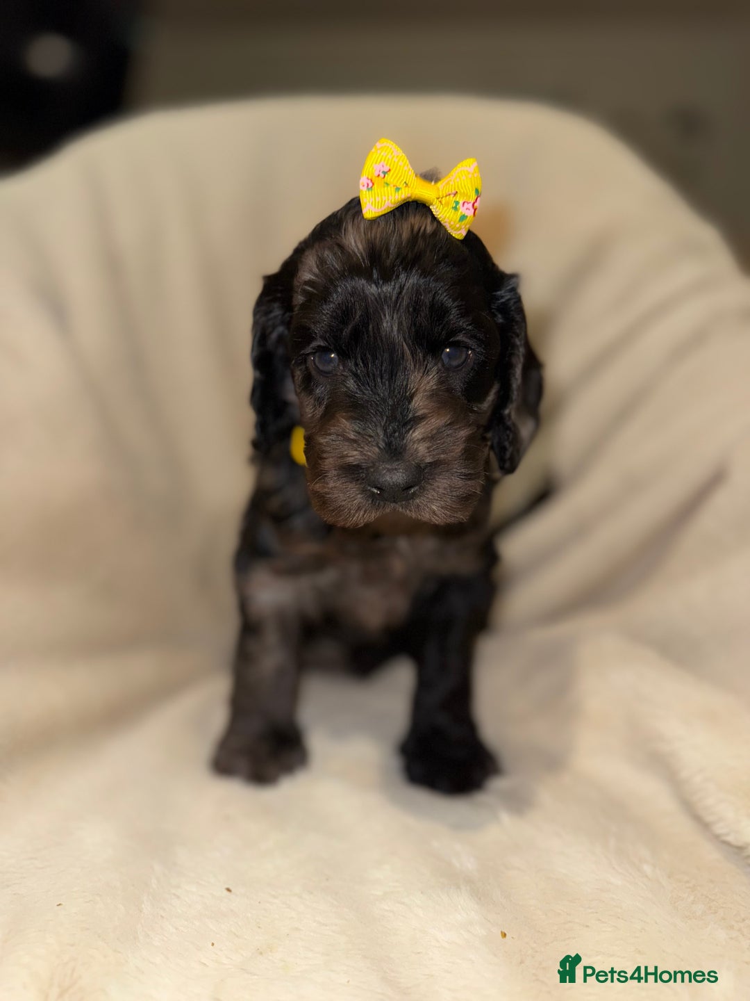 Cockapoo dogs for sale: F1 Cockapoo puppies  - Image 5