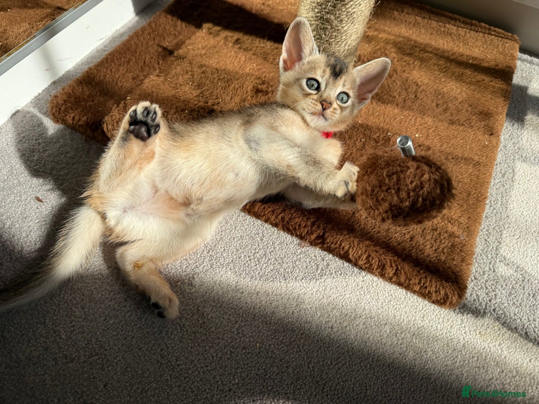 Abyssinian cats for sale: TICA reg Abyssinian sweet kittens rare colours  - Image 11