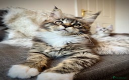 Maine Coon cats for sale: Champions- Bloodline Purebred Maine Coon Kittens  - Image 1