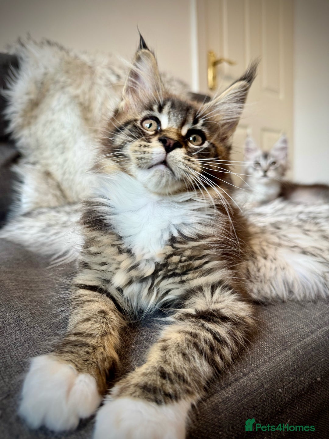 Maine Coon cats for sale: Champions- Bloodline Purebred Maine Coon Kittens  - Image 1