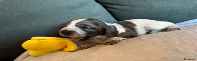 Cocker Spaniel 4