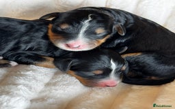 Bernedoodle dogs for sale: Health tested F1 tri bernedoodles last pup - Image 3