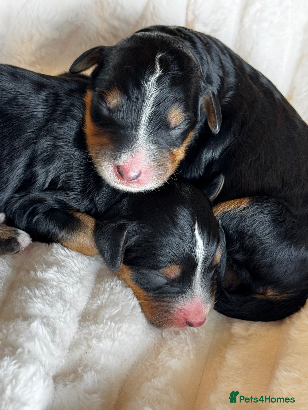 Bernedoodle dogs for sale: Health tested F1 tri bernedoodles last pup - Image 3