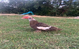 Ducks poultry for sale: Chocolate (only) Muscovy ducks and drakes - Image 4