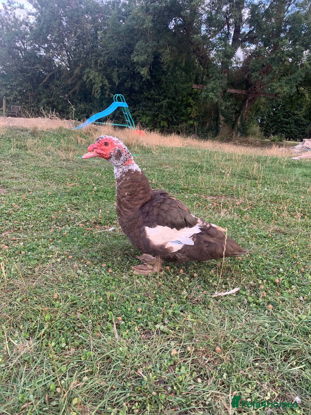 Ducks poultry for sale: Chocolate (only) Muscovy ducks and drakes - Image 4