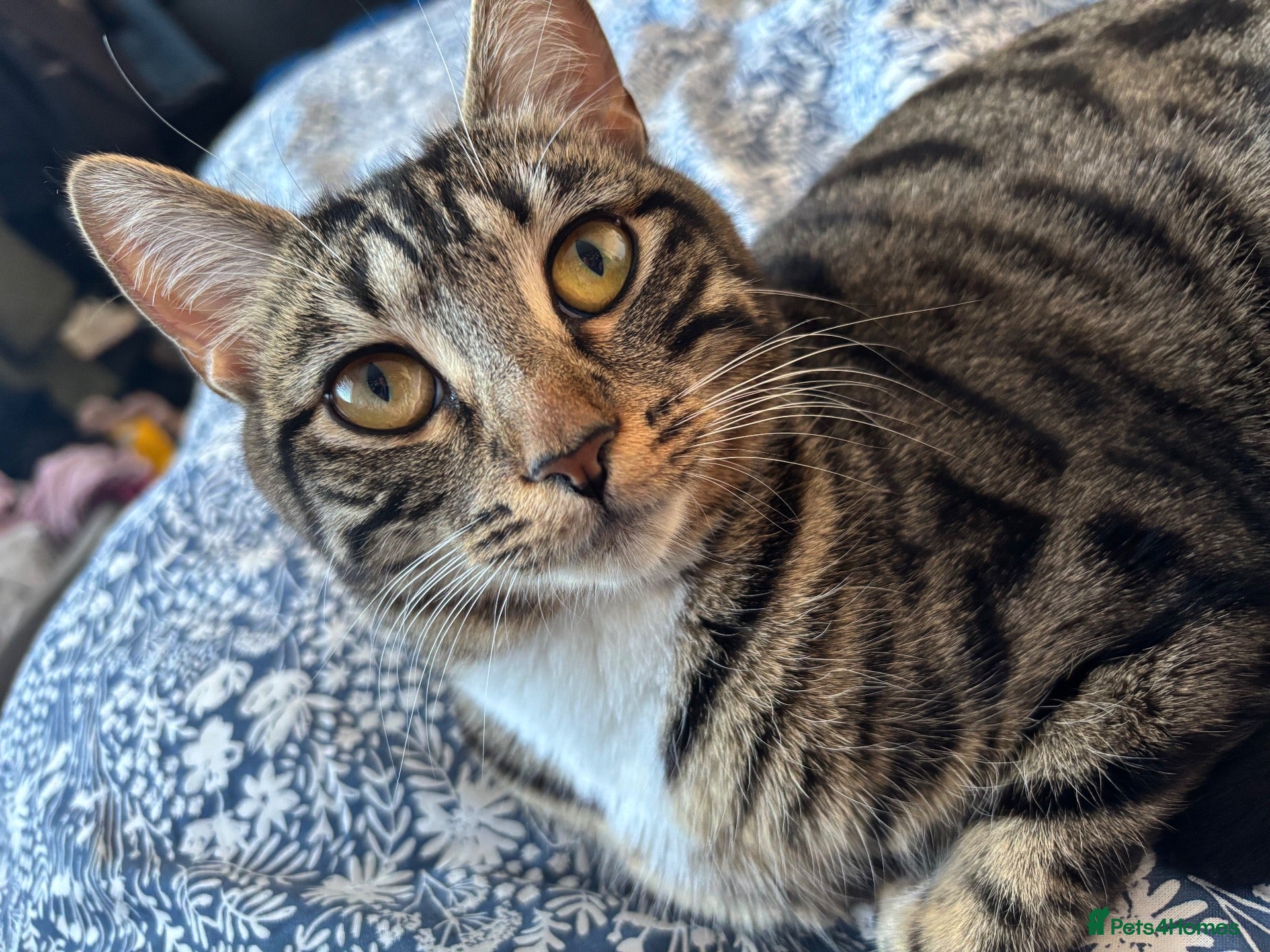 Mixed Breed cats Suzie 💕 just for a new family x  - Advert 2