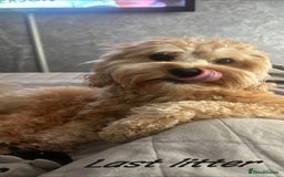 Cavapoo dogs for sale: Reserved pendling collection  - Image 7