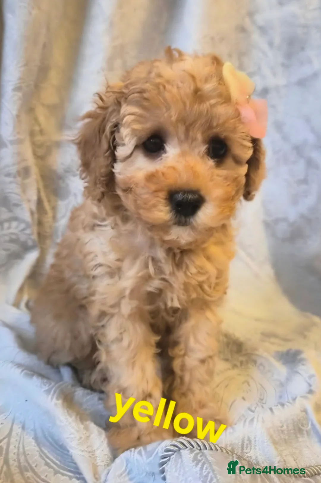 Miniature Poodle dogs for sale: four beautiful little red poodle girls - Advert 4