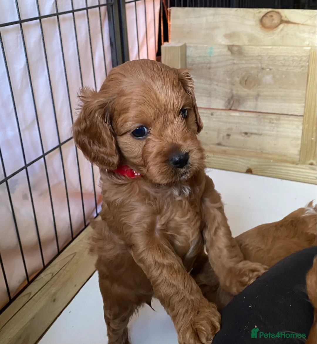 Mixed Breed dogs for sale: Beautiful Cavacockapoo puppies, only two left!  - Advert 13