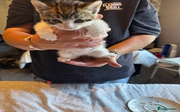 British Shorthair cats for sale: Kittens for sale  - Image 21