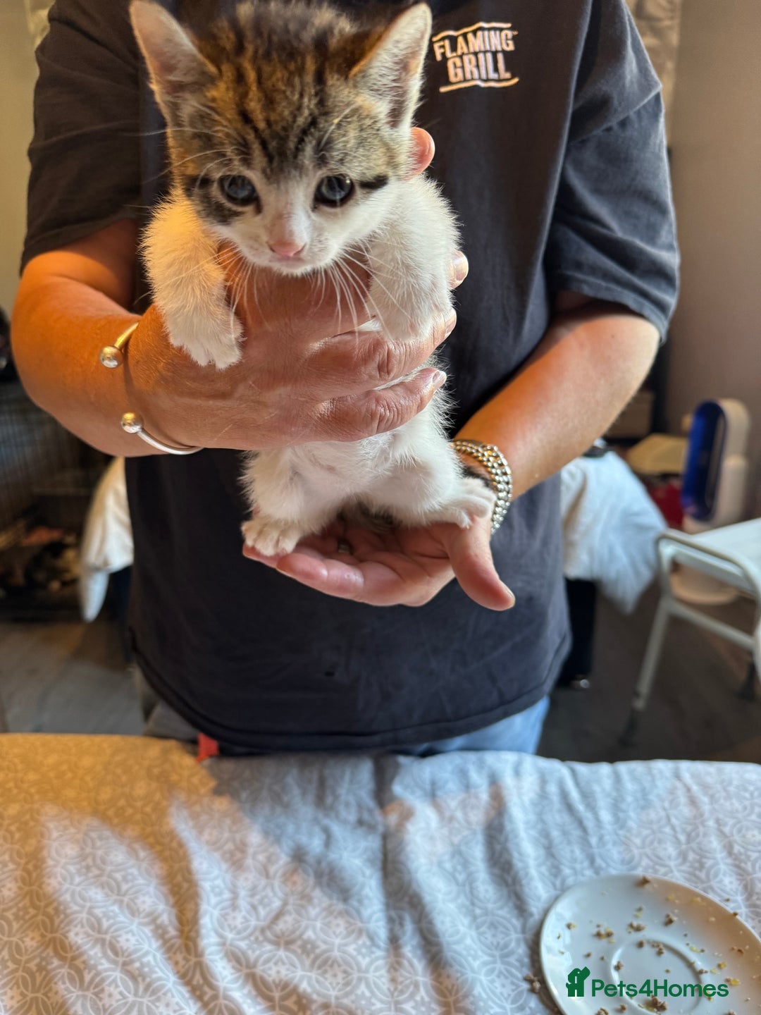 British Shorthair cats for sale: Kittens for sale  - Image 21
