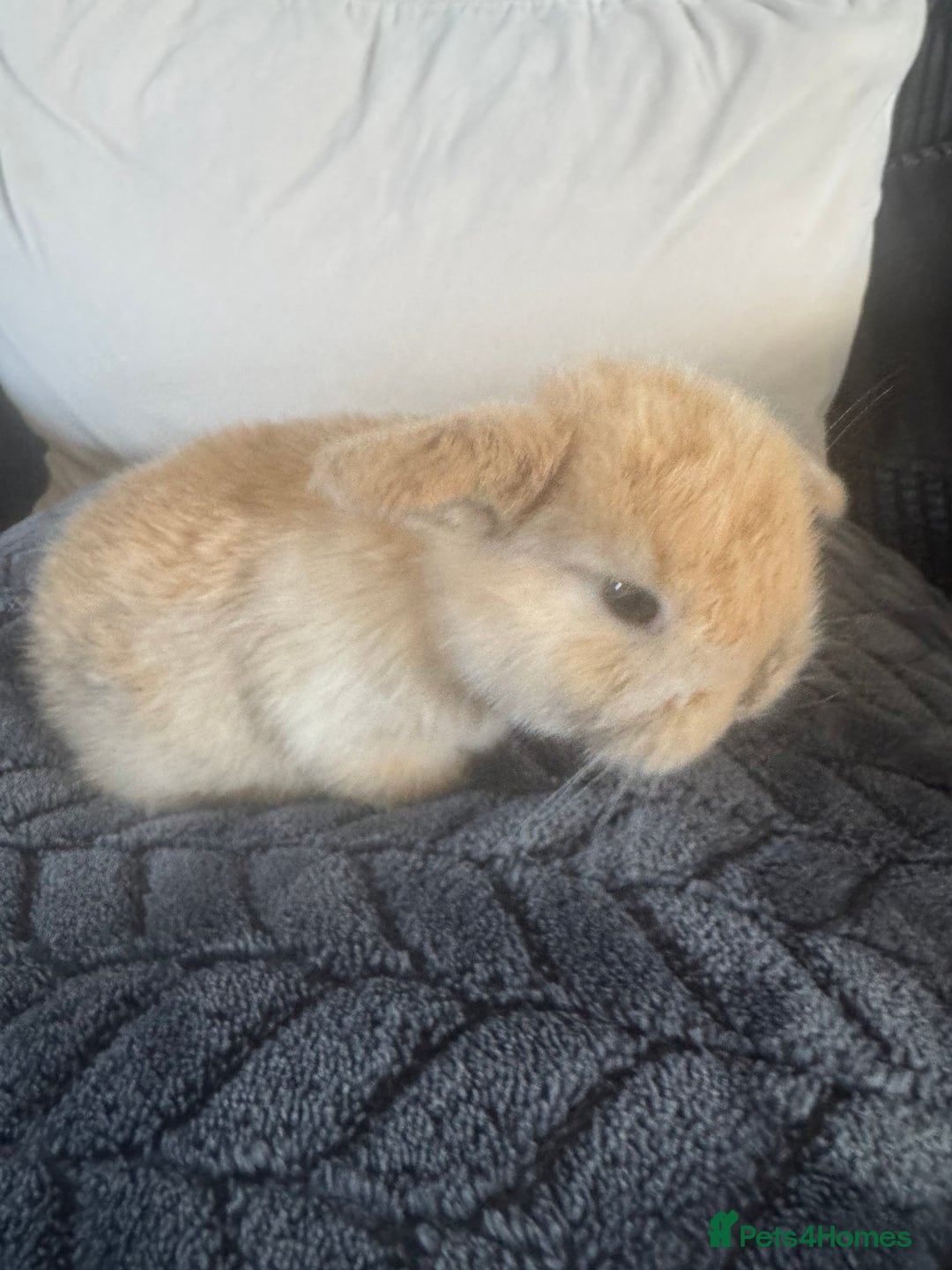 Mini Lop rabbits for sale: Beautiful mini lop rabbits  - Image 9