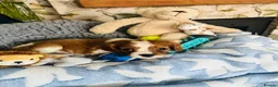 Cavalier King Charles Spaniel dogs for sale: 6 SWEET LITTLE BEAUTIES 2 boys 4 girls  - Advert 19