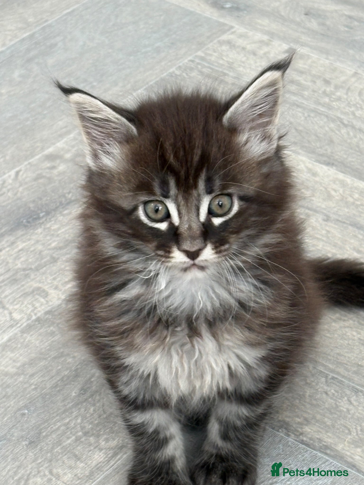 Maine Coon cats Gorgeous kittens  - Advert 1