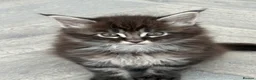 Maine Coon cats for sale: Gorgeous kittens  - Advert 1