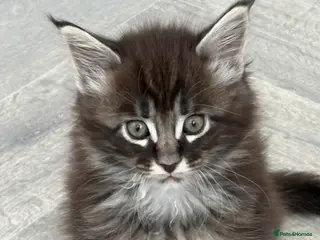 Maine Coon cats Gorgeous kittens - Advert 1