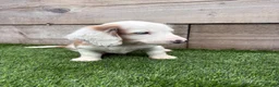Miniature Dachshund dogs for sale: Miniature long Haird Dachshund  - Advert 12