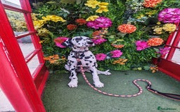 Dalmatian dogs for sale: Dalelladoo Dalmatians - Champion bred puppies   in Ellesmere Port - Image 3