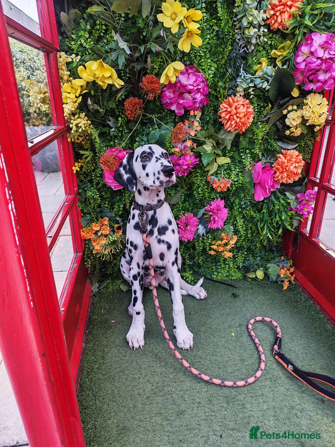 Dalmatian dogs for sale: Dalelladoo Dalmatians - Champion bred puppies   in Ellesmere Port - Image 3