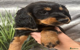 Cocker Spaniel dogs for sale: Outstandingly bred stunning worker cocker spaniels - Image 3