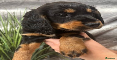 Cocker Spaniel dogs - Advert 15