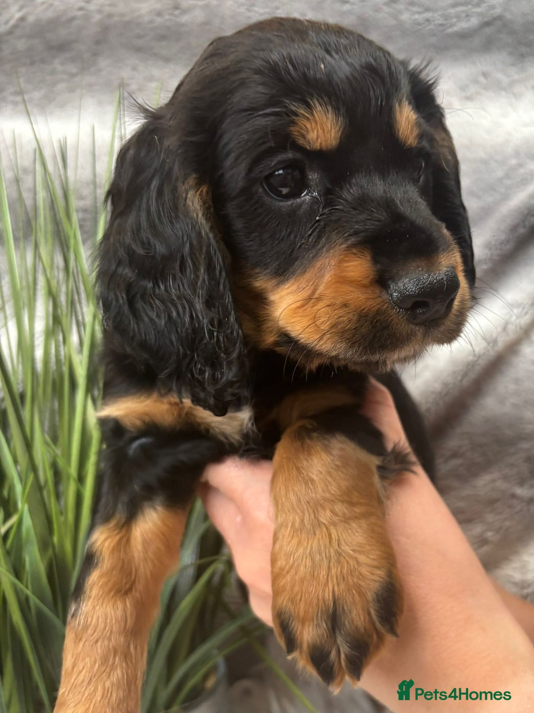 Cocker Spaniel dogs for sale: Outstandingly bred stunning worker cocker spaniels - Image 3