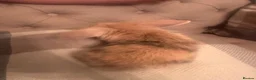 Mini Lop rabbits for sale: Ready to go today! 3 mini lops - Advert 5