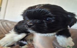 Lhasa Apso dogs for sale: Lhaso Apso Puppies  - Image 15