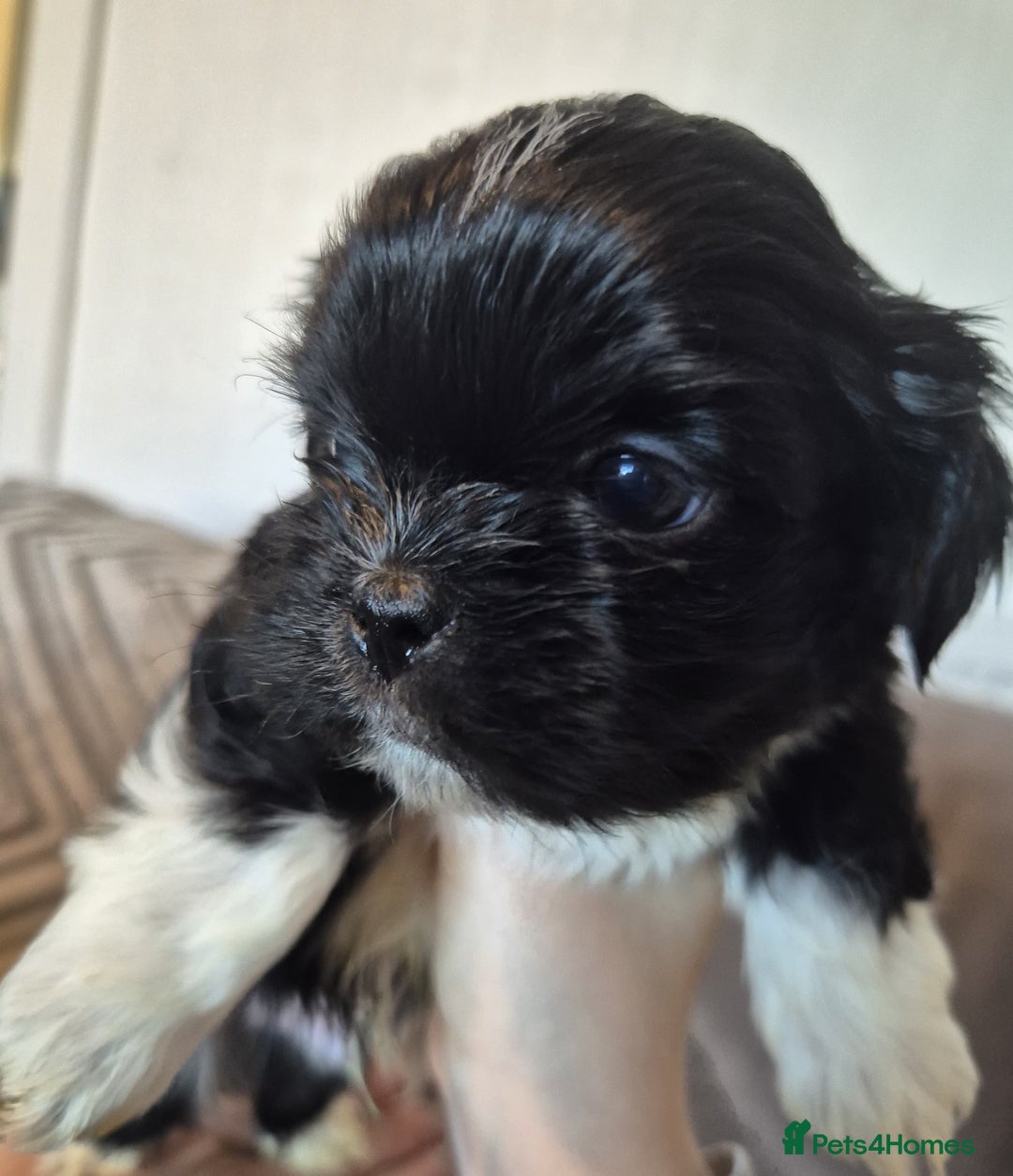 Lhasa Apso dogs for sale: Lhaso Apso Puppies  - Image 15
