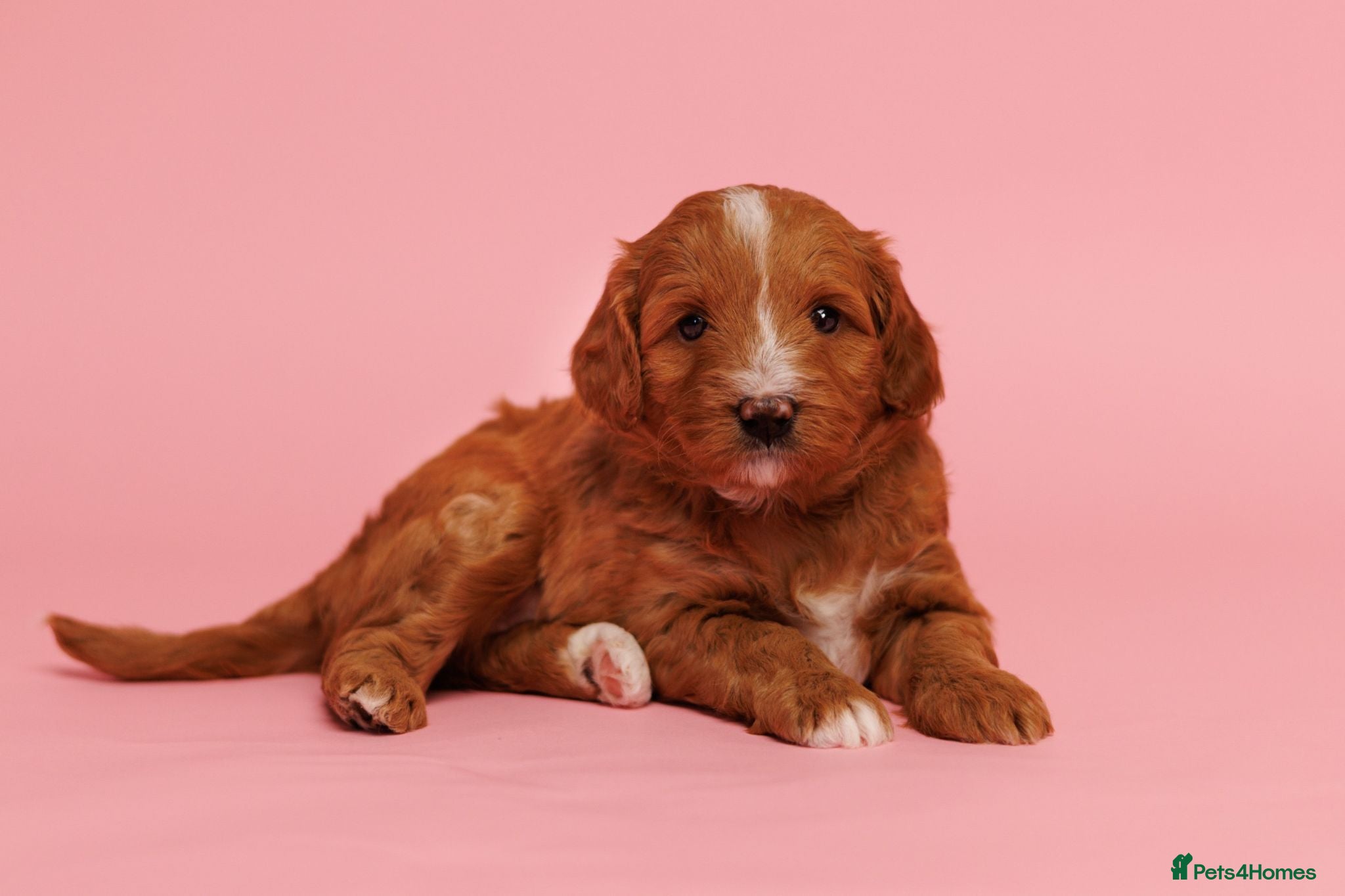 Australian Labradoodle dogs Stunning Red Aussie Doodle Multigen Puppies - Advert 2