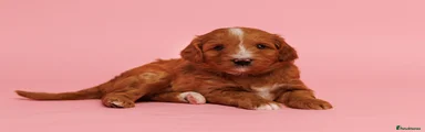 Australian Labradoodle Puppy 4 - Light Brown Collar