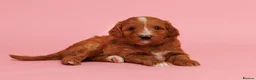 Australian Labradoodle dogs for sale: Stunning Red Aussie Doodle Multigen Puppies - Advert 2