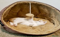 British Shorthair cats for sale: British Shorthair Cream and White Harlequin Male - Image 5