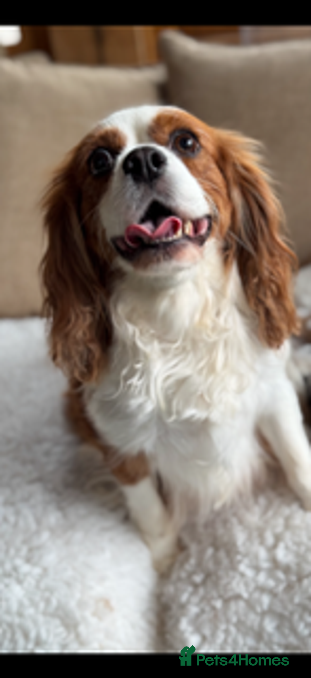 Cavalier King Charles Spaniel dogs for sale: Retiring Cavalier King Charles - Advert 2