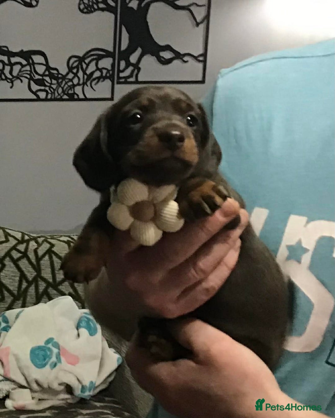 Miniature Dachshund dogs for sale: Stunning Minis - Advert 6