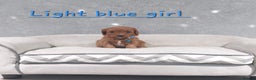 Cavapoo dogs for sale: Beautiful F1 Cavapoo puppies 🥰 - Advert 7