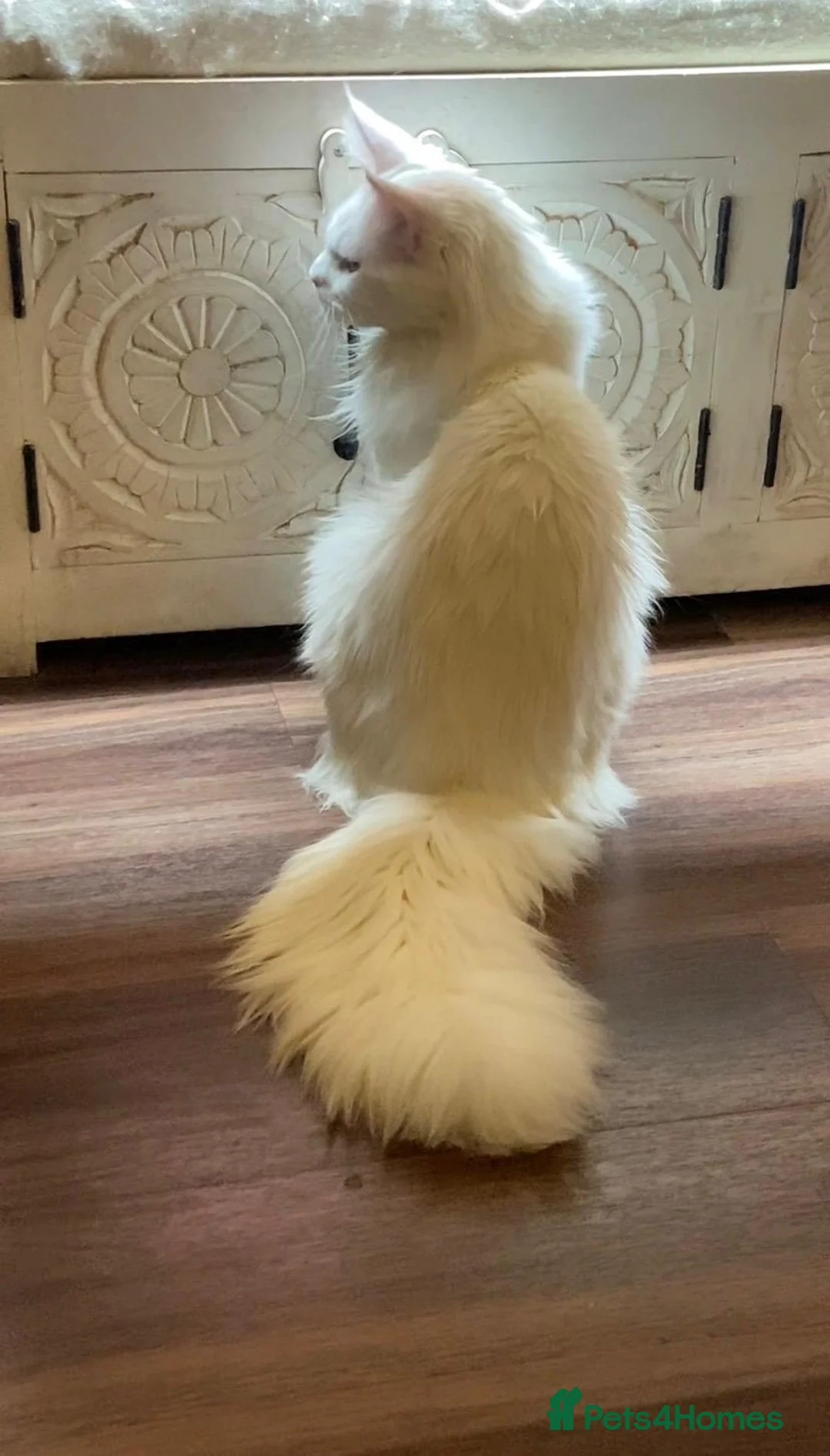 Maine Coon cats for sale: ✨ Stunning White Maine Coon Boy – 10 Months ✨ - Advert 3