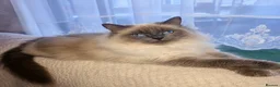 Ragdoll cats for sale: Last Ragdoll - Advert 1