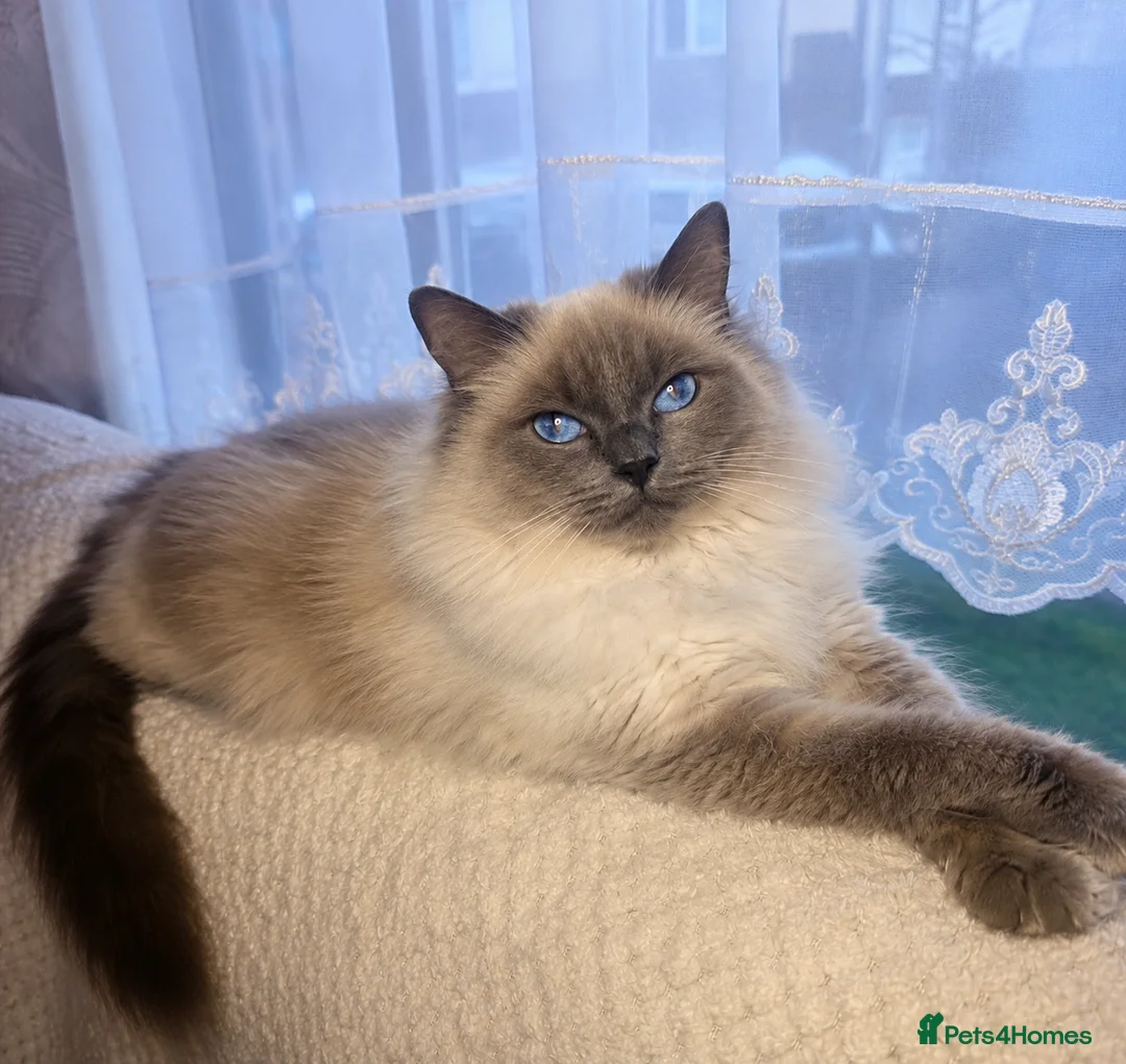 Ragdoll cats for sale: Last Ragdoll - Advert 1